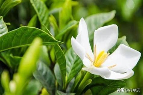 釘子花植物|梔子花